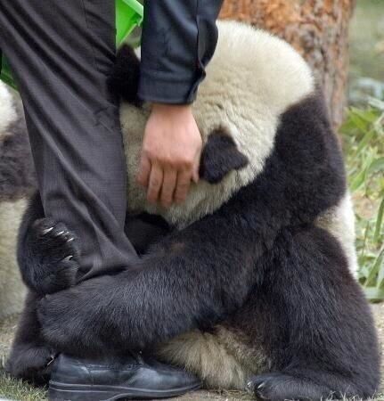 Panda terrorisé après un tremblement de terre au Japon et enlaçant la jambe d`un policier
