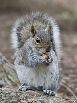 Sospese catture e uccisioni degli scoiattoli grigi