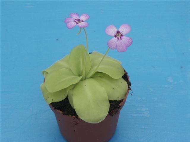 Plante Carnivore Dangereuse Pour L Homme Les plantes carnivores - leblogdecolodidine.overblog.com