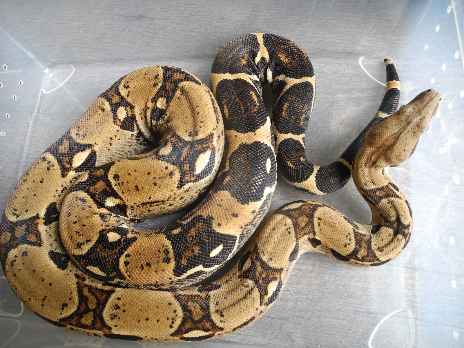 Boa Constrictor Imperator - jungle-vib's