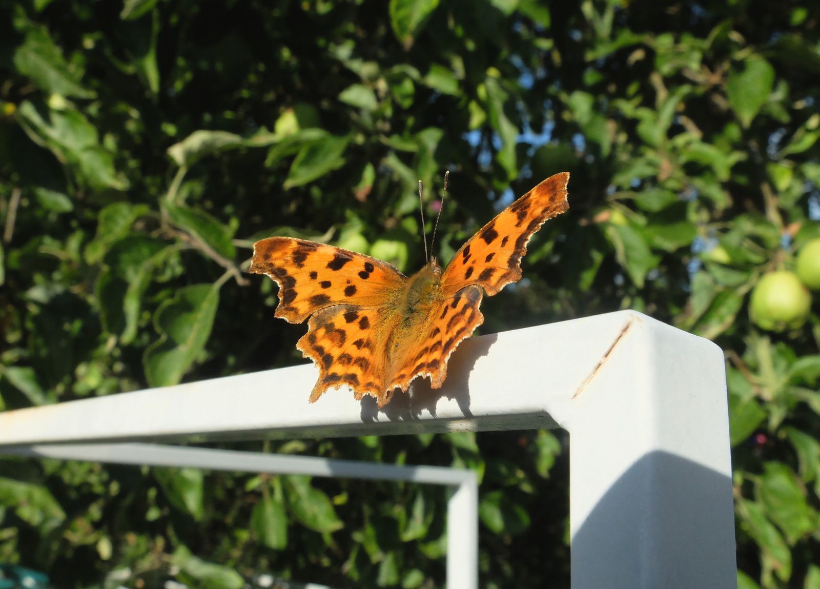 rencontres estivales de gourdon