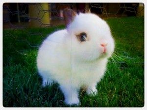 Ceci Nest Pas Un Lapin >> Ceci N Est Pas Un Adorable Petit Lapin Jccarreblog Overblog Com Ceci Nest Pas Un Lapin >> Ceci N Est Pas Un Adorable Petit Lapin Jccarreblog Overblog Com