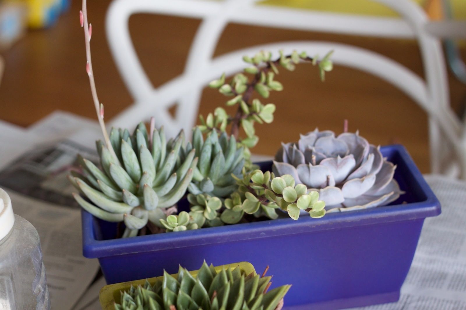 Aménager sa petite serre d'intérieur..diy #35 littleprinceleblog.com