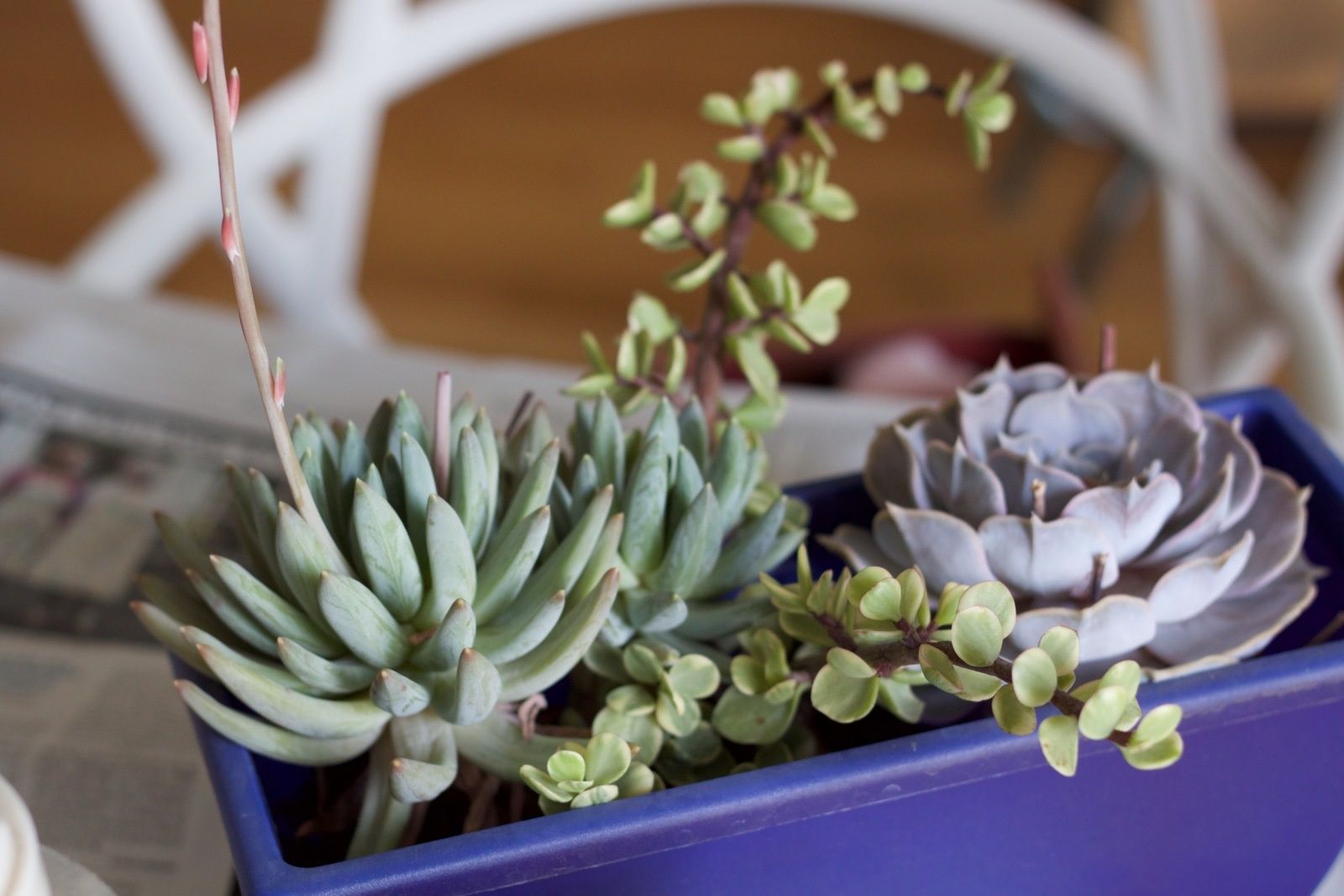 Aménager sa petite serre d'intérieur..diy #35 littleprinceleblog.com