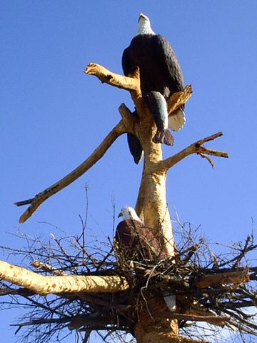 eagles.JPG eagles.JPG