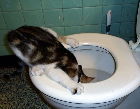 pottyface.JPG