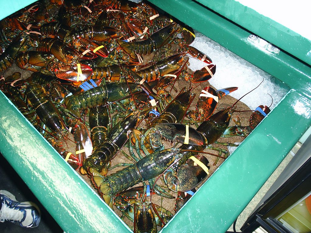lobsters