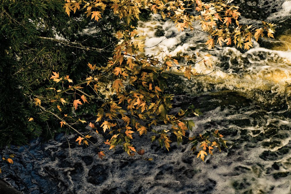 leaves-over-water.jpg leaves-over-water.jpg