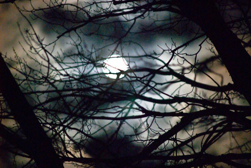 moon-branches.jpg moon-branches.jpg