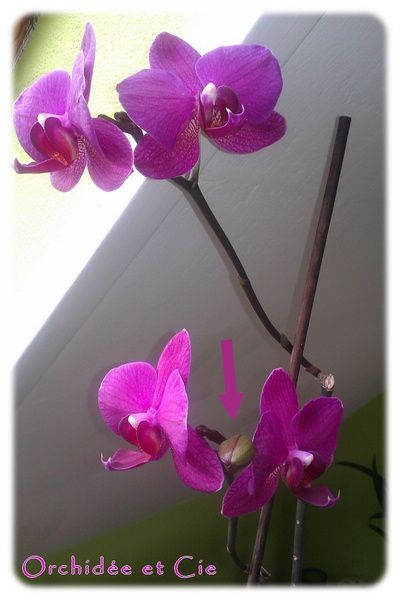 Phalaenopsis n°6  