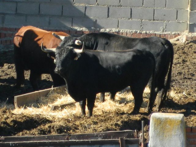 Detrás del galán que posa mirando a la cámara, el toro de Más afeitado por el tentadero.