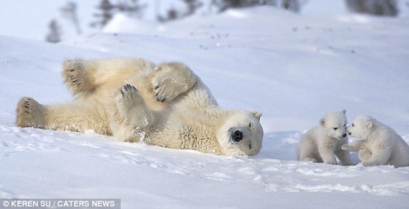 Les Mam-ours polaires, en 9 photos