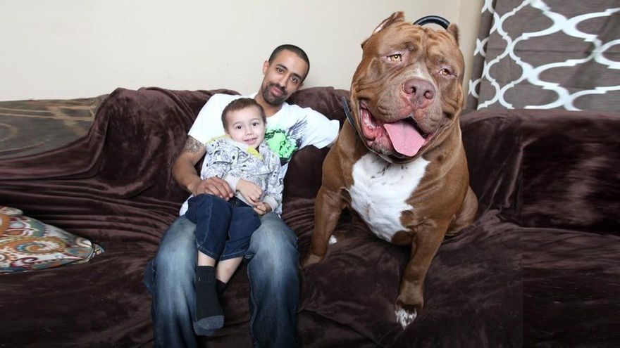 Hulk, 80 kilos, le pitbull le plus gros au monde 