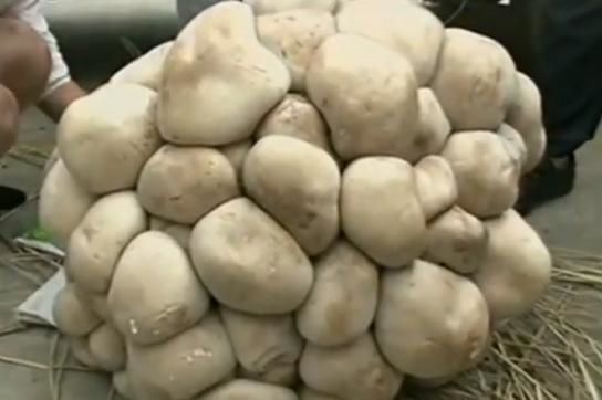Un champignon géant découvert en Chine