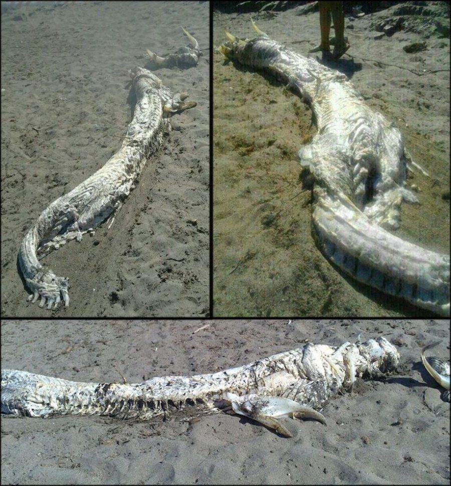 Une étrange créature découverte sur une plage en Espagne