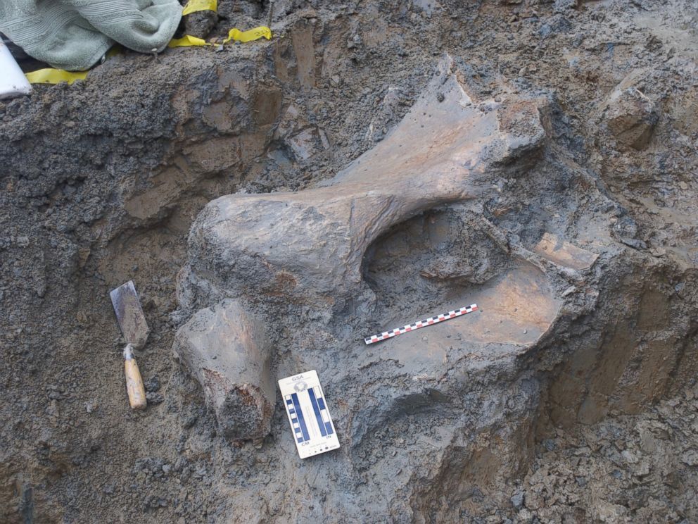 Des os de mammouth découverts sous un stade de l'Oregon