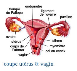 temps spermatozoide rencontre ovule