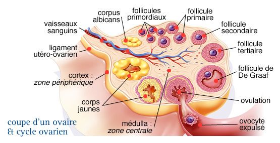 temps rencontre spermatozoide ovule