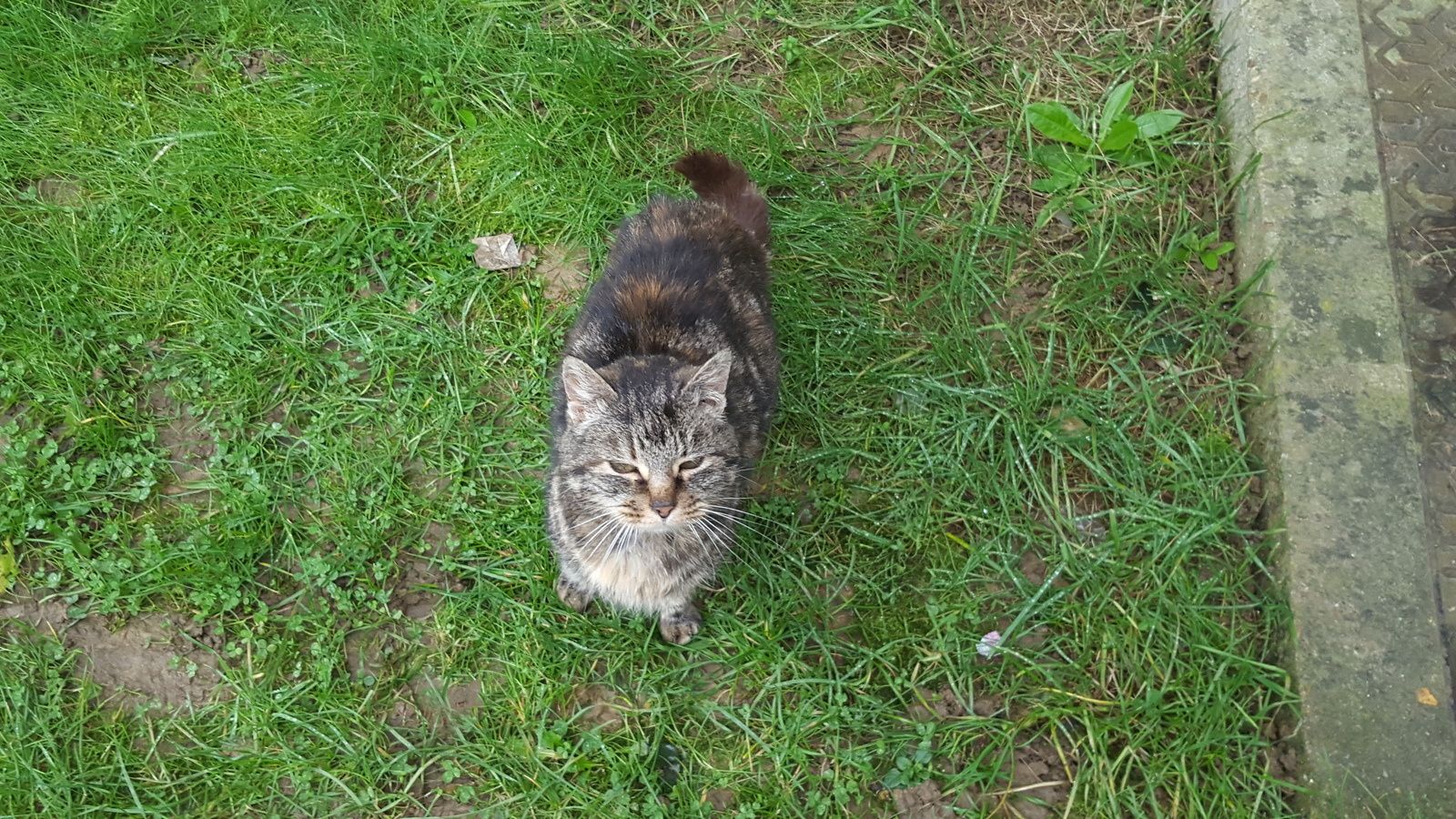 chat palaiseau