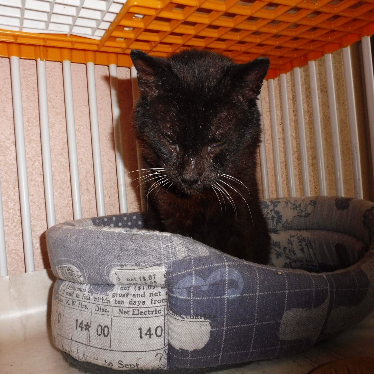 Chat trouvé 14