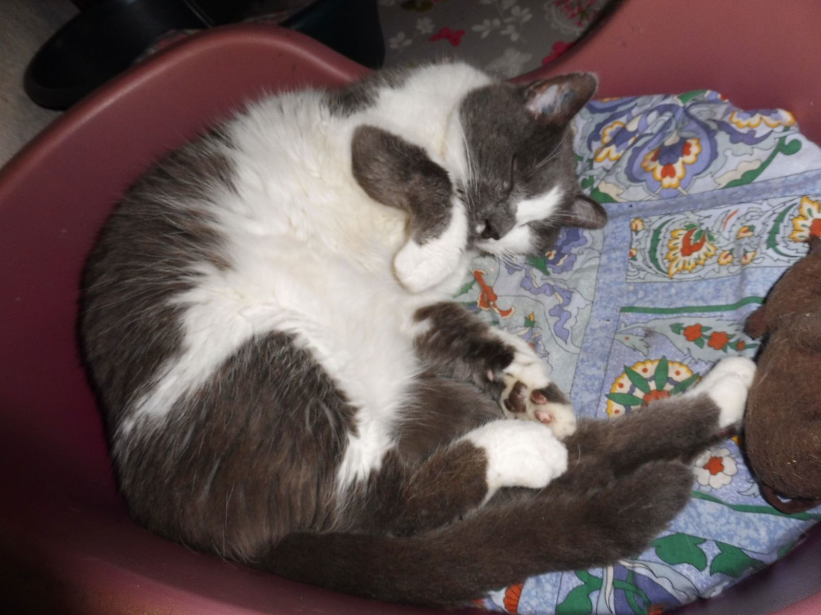 chat corbeil essonnes