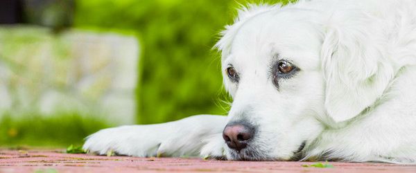 rencontres propriétaires de chiens