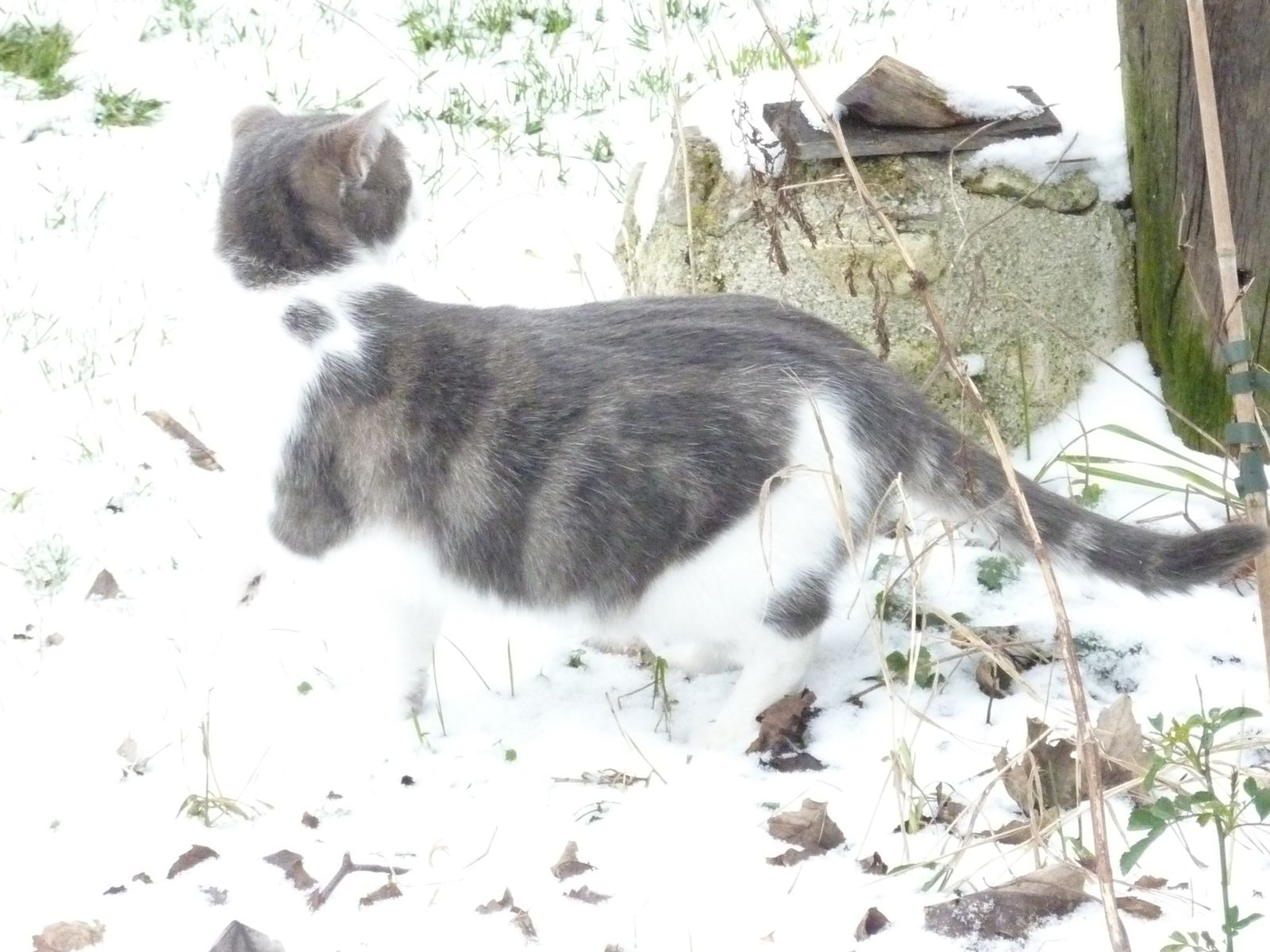chat fleury les aubrais
