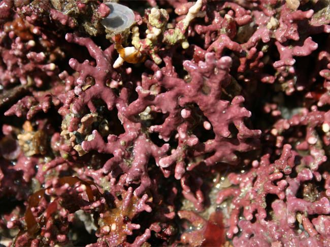 coin de rencontre brest