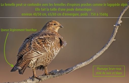 igloo rencontres