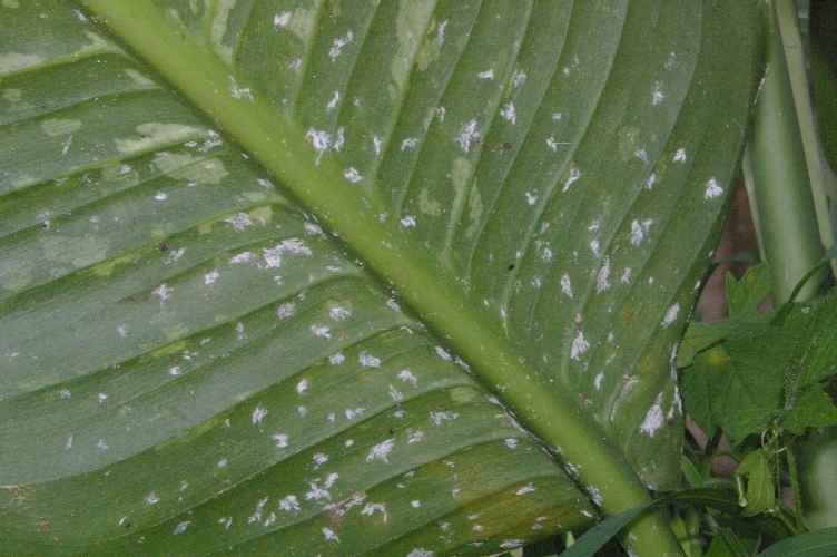 Attrayant Lutter Contre Les Cochenilles Naturellement #2: Jardinage Au Naturel : Lutter Contre Les Cochenilles Attrayant Lutter Contre Les Cochenilles Naturellement #2: Jardinage Au Naturel : Lutter Contre Les Cochenilles