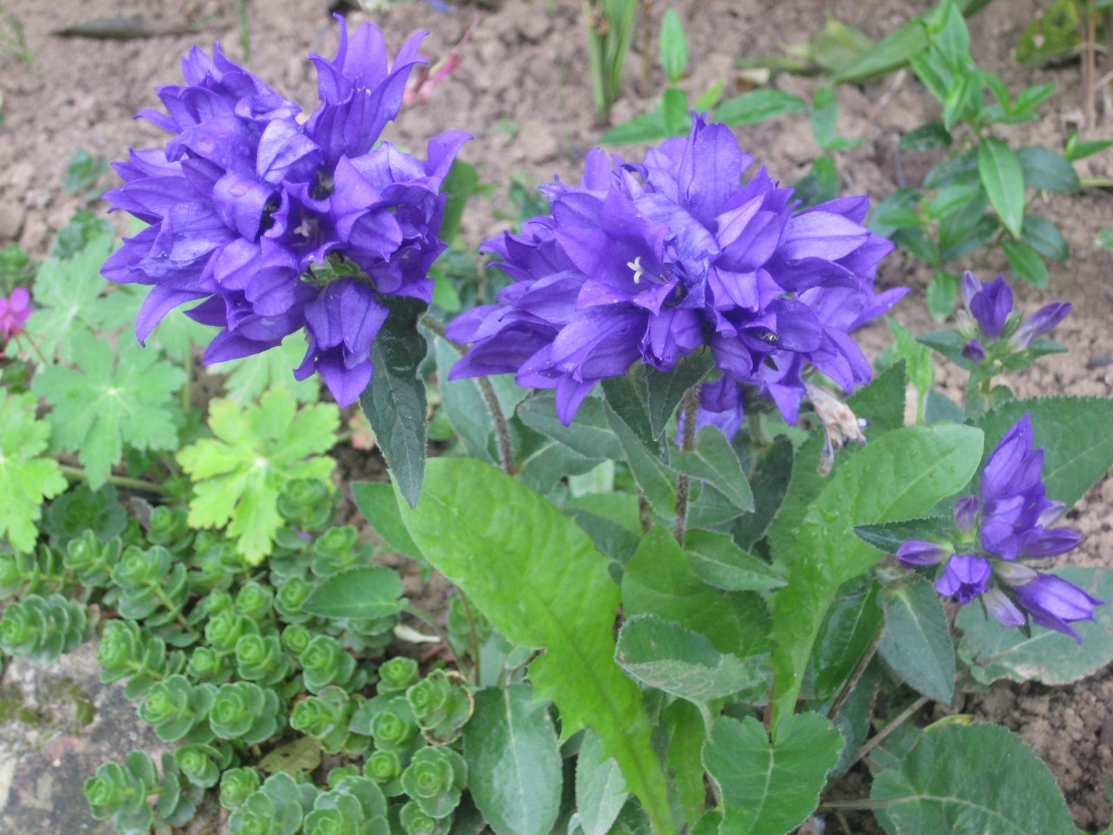 Centaurées, ajuga reptens, ancolies, iris germanica, campanula glomerata