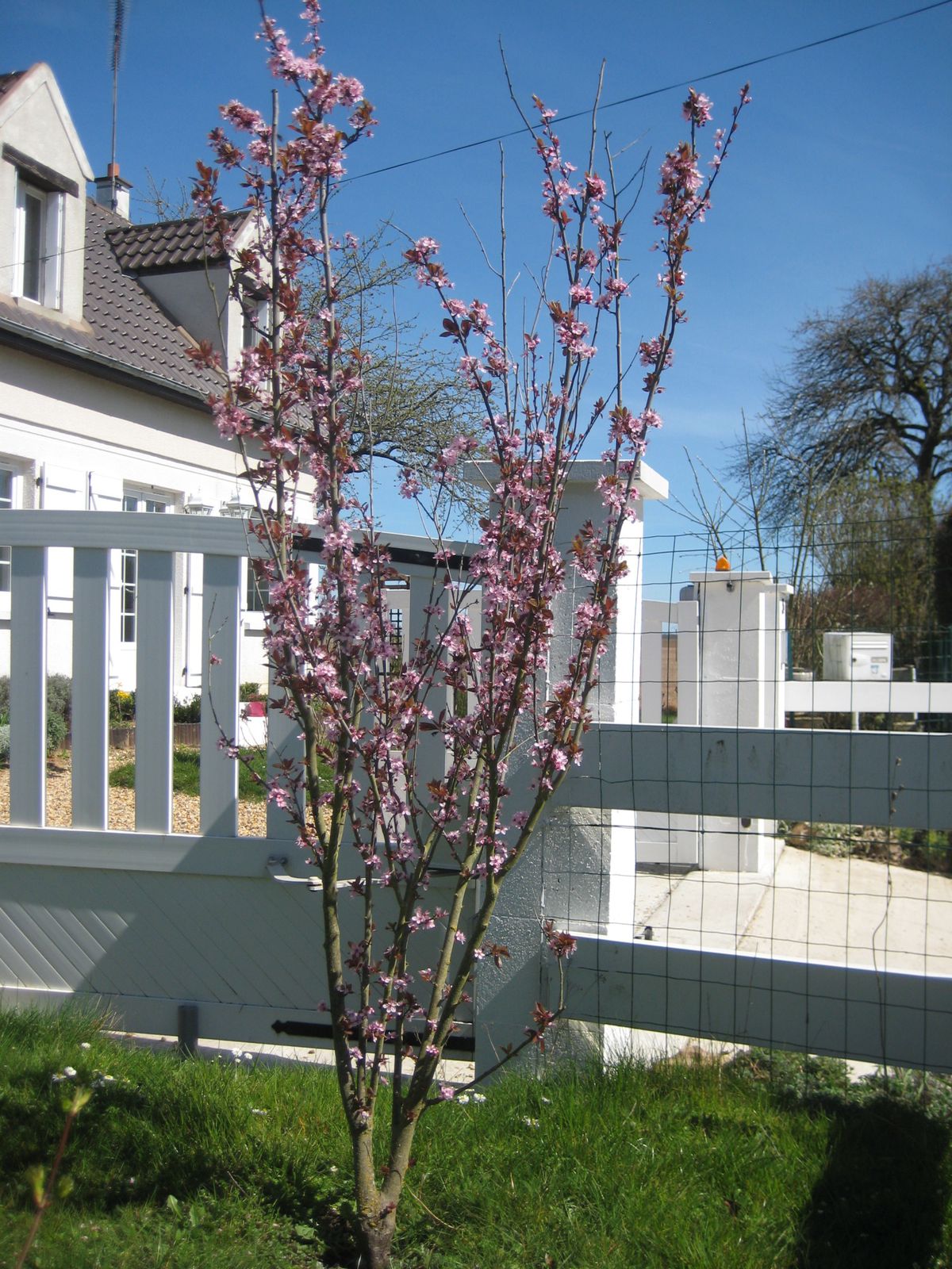 Prunus et Mahonia aquifolium en fleurs
