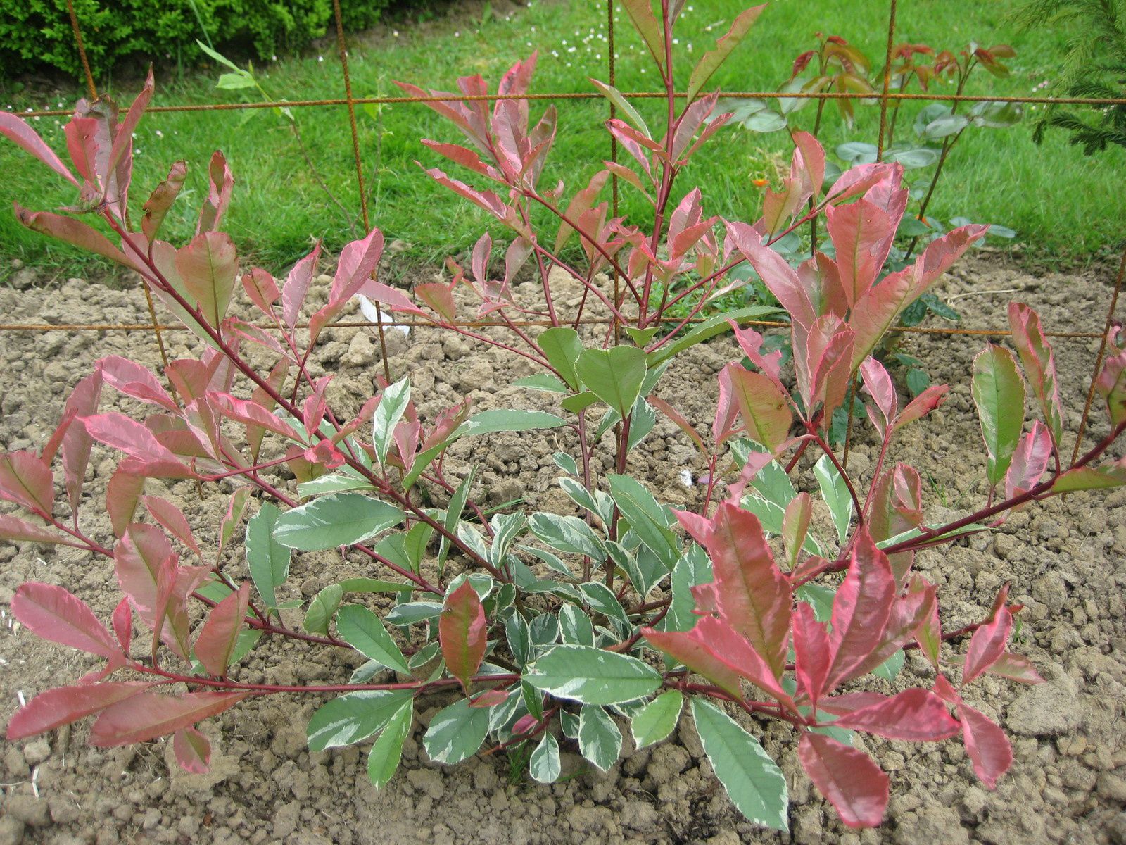 Nouveaux arbustes (Photinia 'Pink Marble', Ilex Crenata ou Houx à petites feuilles, Magnolia étoilé et Hydrangea Paniculata 'Pinky Winky'