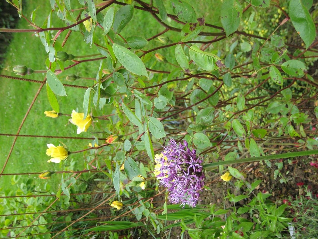 Au Jardin De Gine