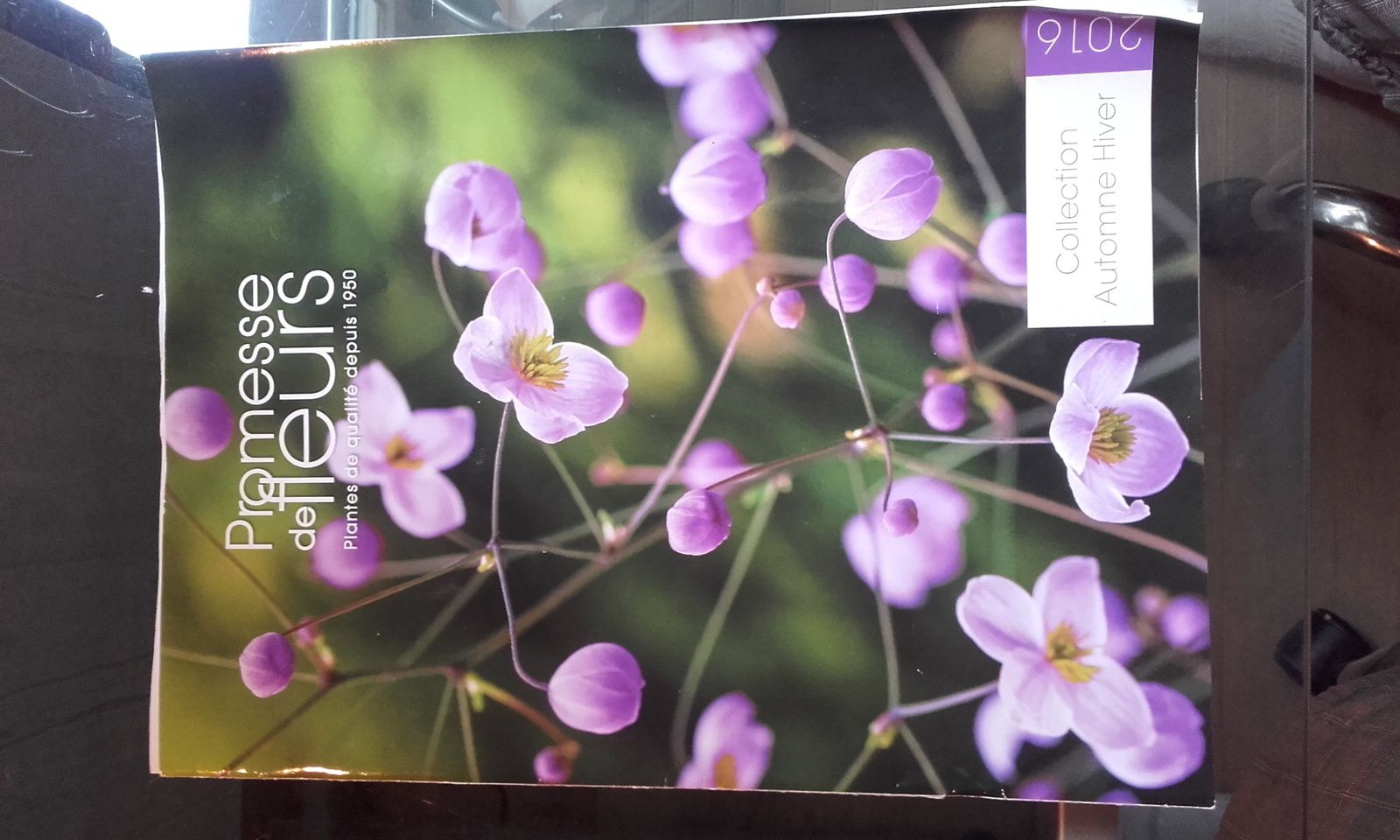 BULBES A FLEURS, Jacques Briant, plantes en ligne - Pépinières
