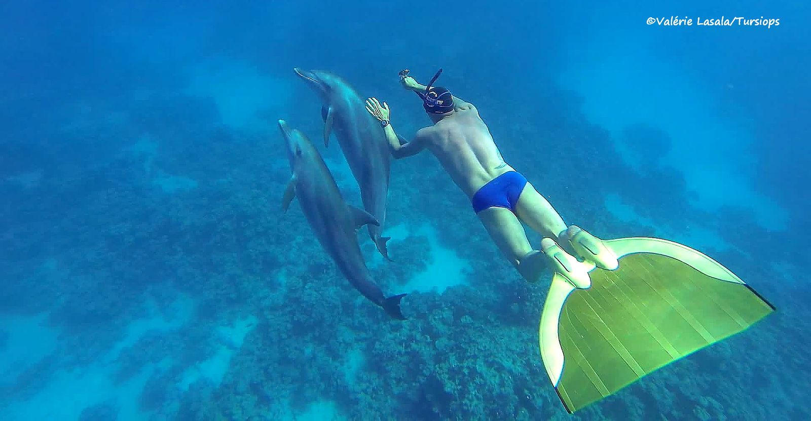 Theo le nouveau Champin du Monde du 100 mètres en apnée intrigue les dauphins en Monopalme.