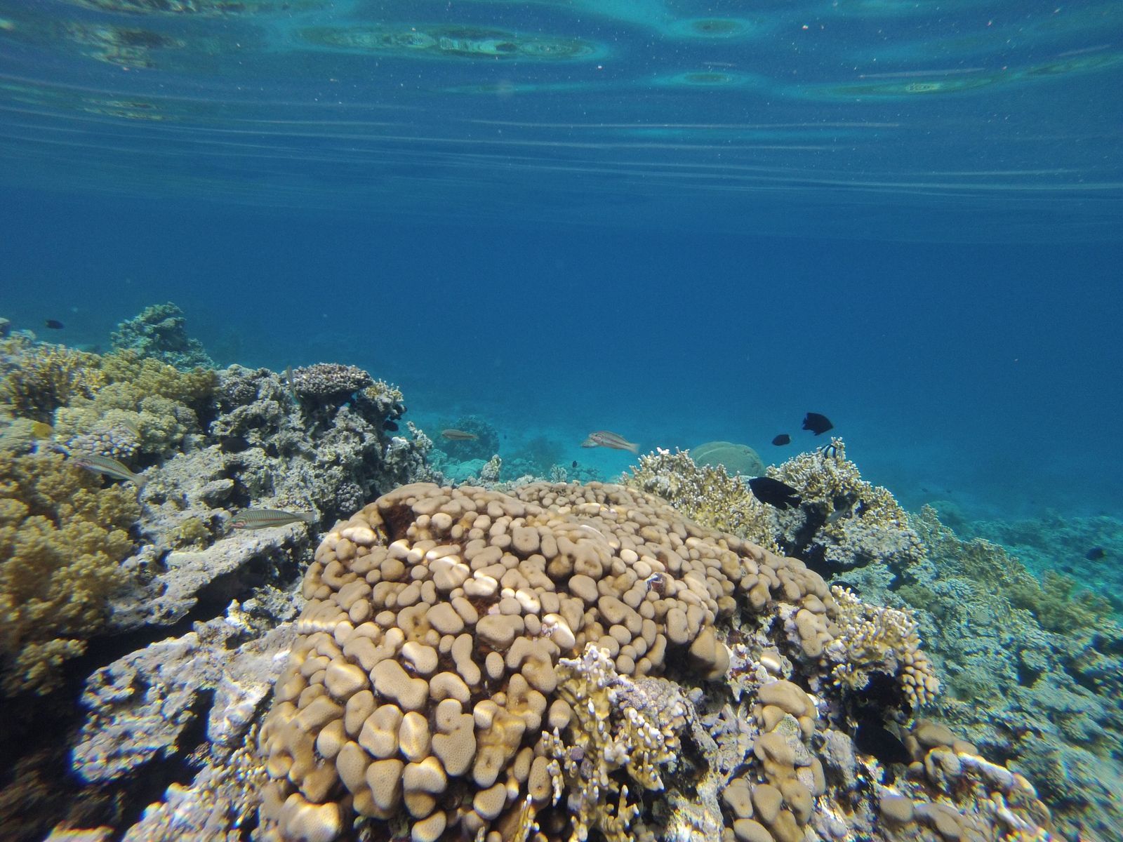 Snorkeling a Aqaba Alex autour du monde