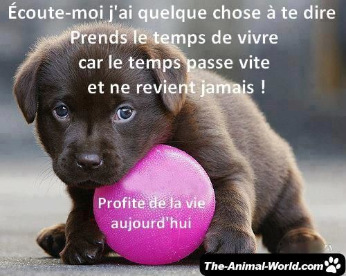 Images D'animaux 