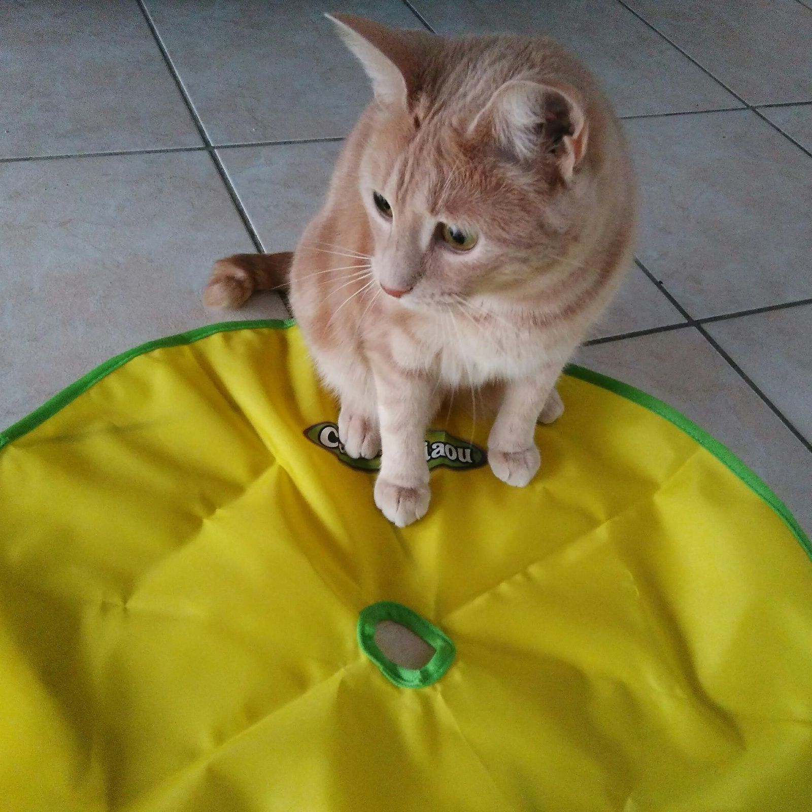 Oliver a testé la souris téléguidée Vitakraft - Une Belle Vie De Chat : un  blog sur le chat !