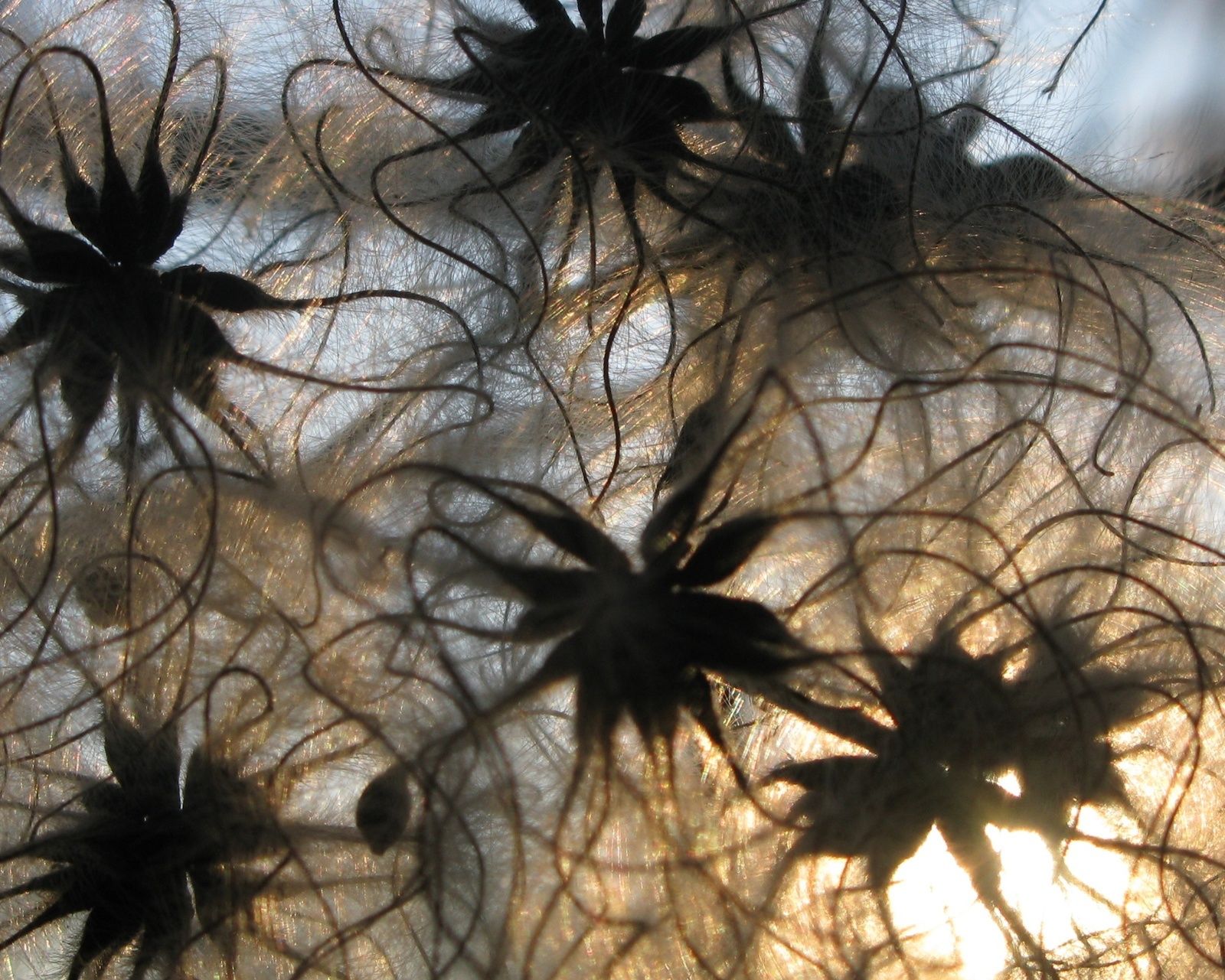 Magnifiées par le soleil. Elles grimpaient le long d'un grillage.