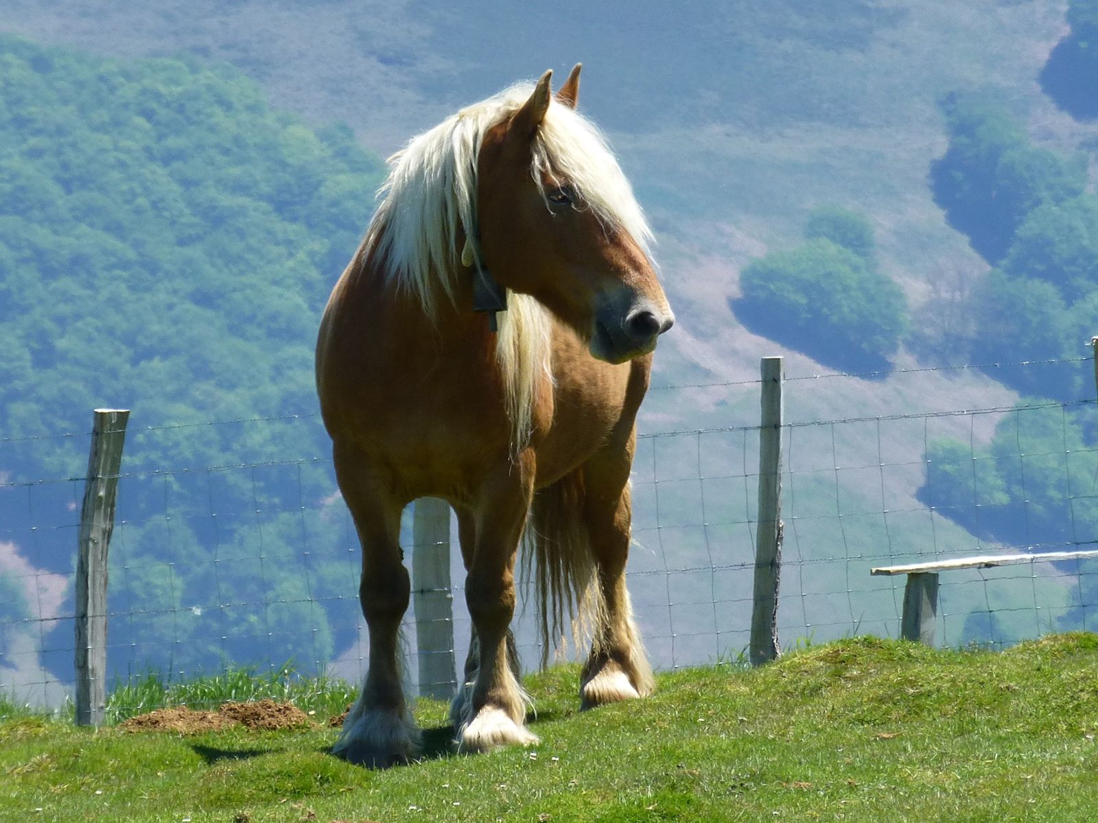 Combien Pese Un Cheval De Trait