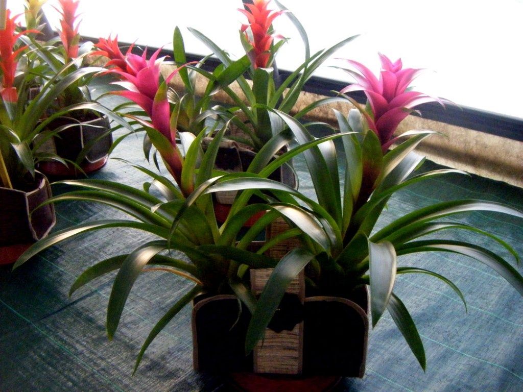 Come pulire i fiori artificiali - Consiglia - 2020