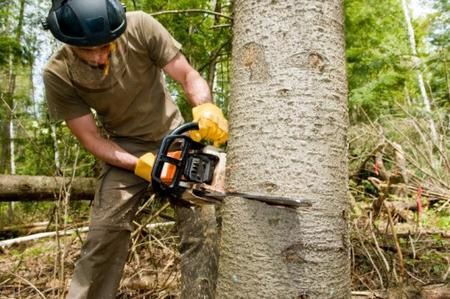 Come abbattere un albero in sicurezza - La guida al giardinaggio