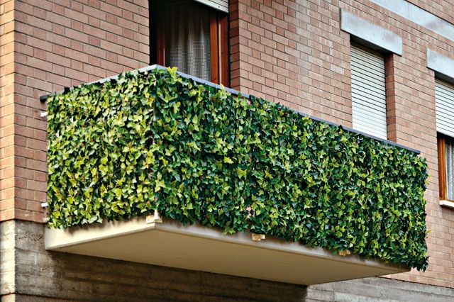 siepe per balcone siepe per balcone