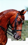 Site de rencontre pour amoureux des chevaux
