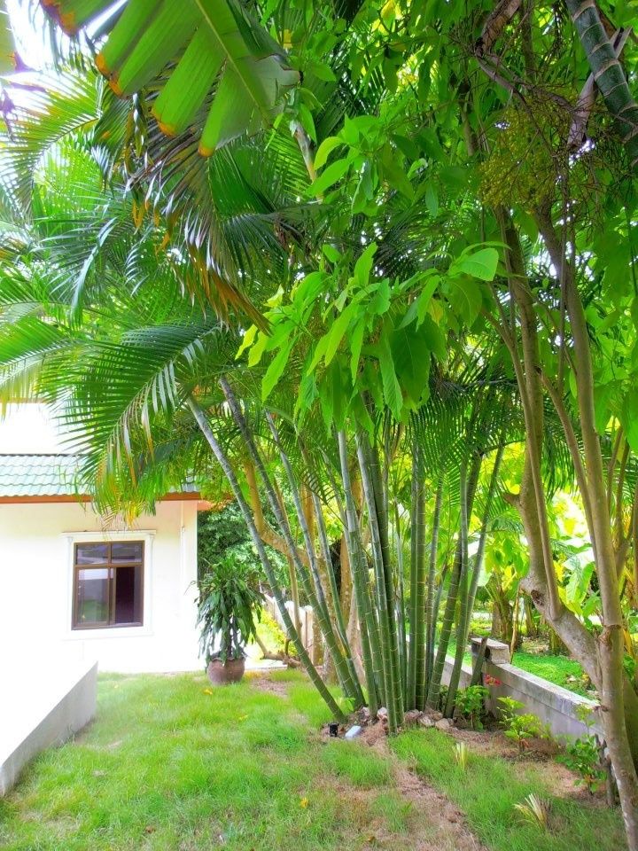 Maison a louer koh phangan