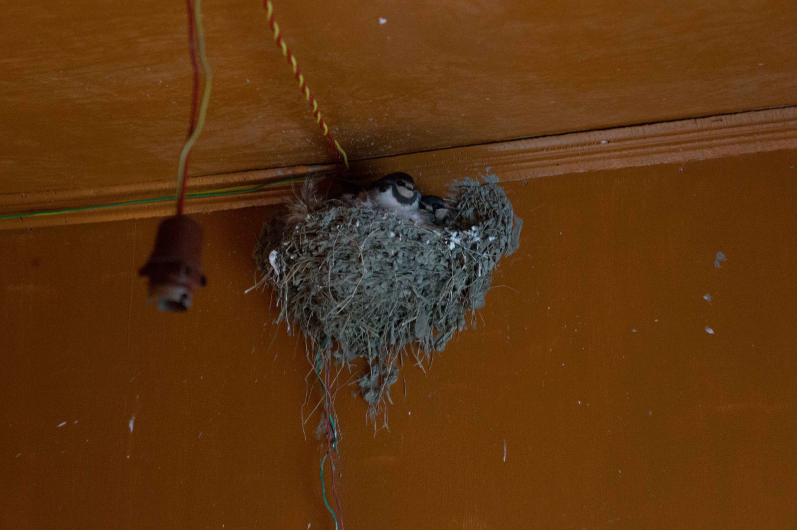Un petit nid d`oiseau dans la salle de bain de ma guest house sur l'eau !