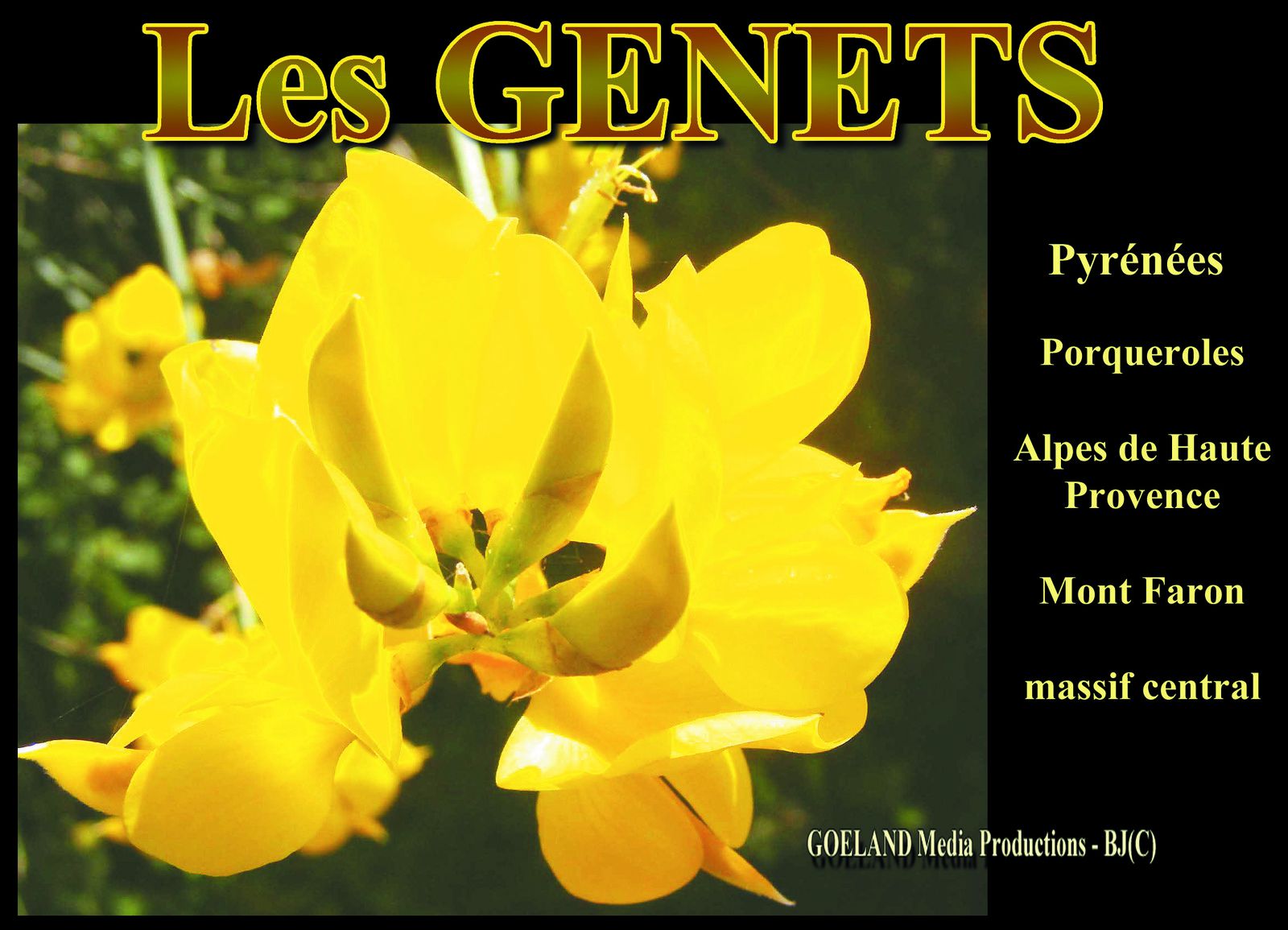 LES GENETS - Arbustes résistants dont les FLEURS ENSOLEILLENT LES CÔTEAUX !  - ber.dranreb04.overblog.com - montagne et rando