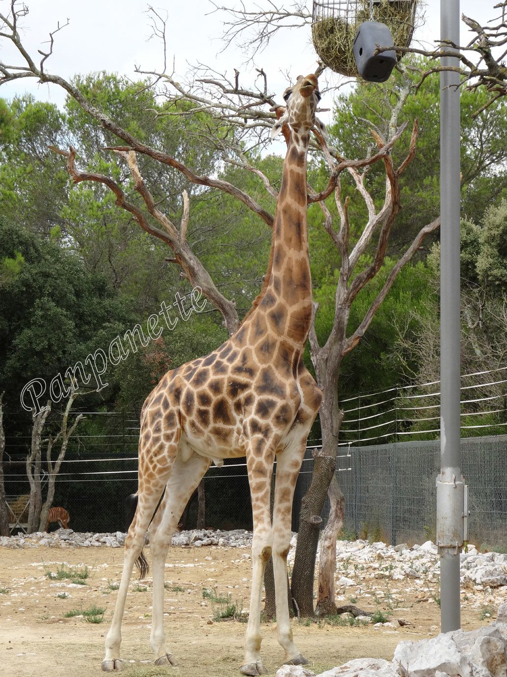 Les girafes