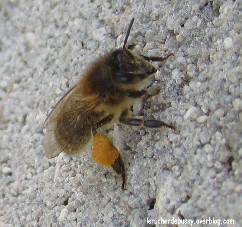 Une butineuse qui reprend des forces avant de ramener son pollen dans la ruche
